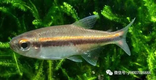 观赏鱼饲料适用食用鱼吗？教程分享！