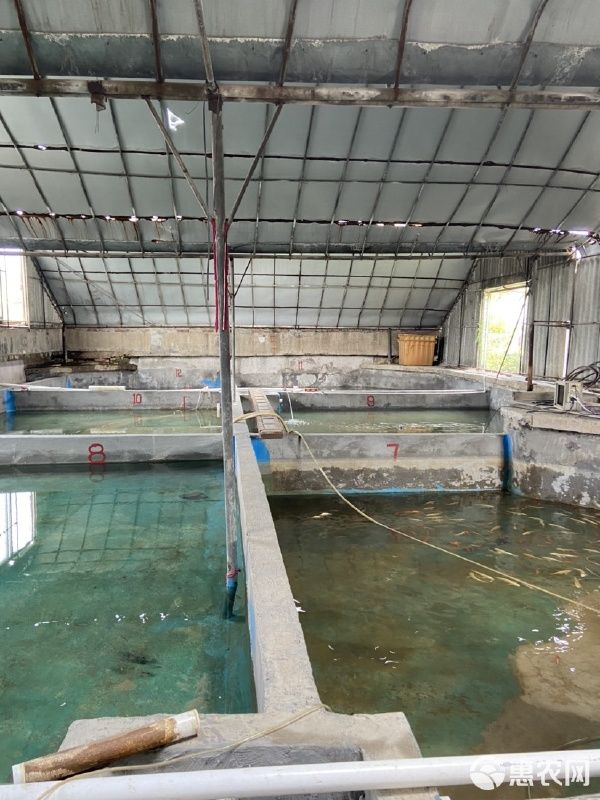 精品白蝴蝶鲤红蝴蝶鲤熊猫蝴蝶鲤