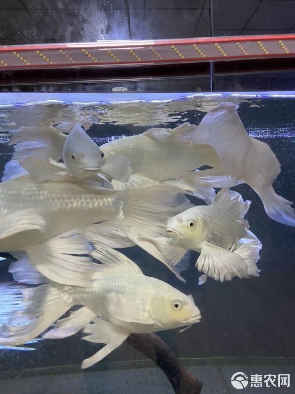 精品白蝴蝶鲤红蝴蝶鲤熊猫蝴蝶鲤