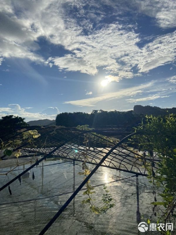 精品白蝴蝶鲤红蝴蝶鲤熊猫蝴蝶鲤