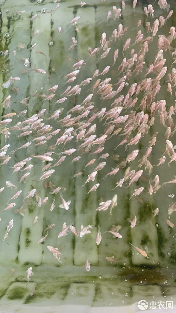 精品白蝴蝶鲤红蝴蝶鲤熊猫蝴蝶鲤