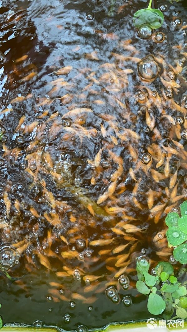 精品白蝴蝶鲤红蝴蝶鲤熊猫蝴蝶鲤