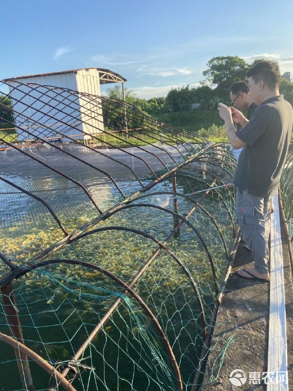 精品白蝴蝶鲤红蝴蝶鲤熊猫蝴蝶鲤