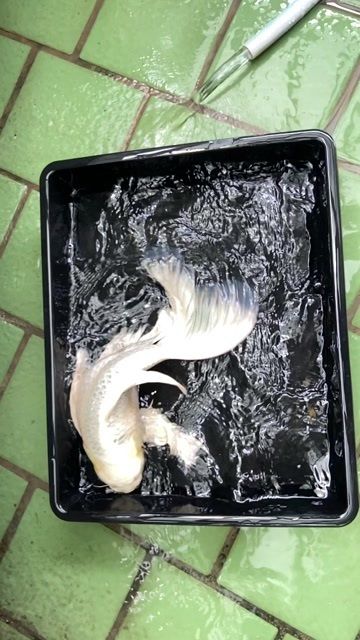 蝴蝶鲤鱼场直发球体短身普身蝴蝶鲤