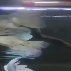 大圆首鳍蝴蝶鲤原种鱼