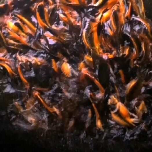 蝴蝶鲤德系玛雅