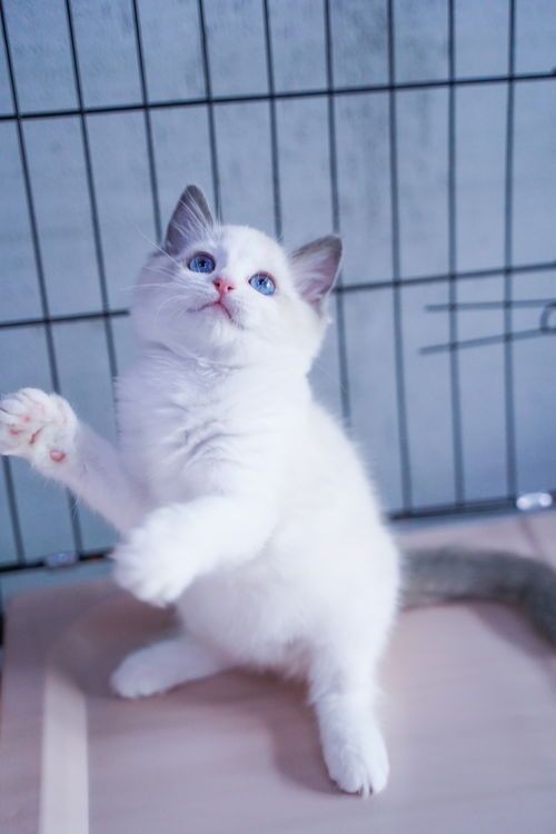 跟宠物猫怎么拍照