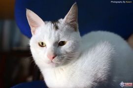 宠物猫拍照怎么布光