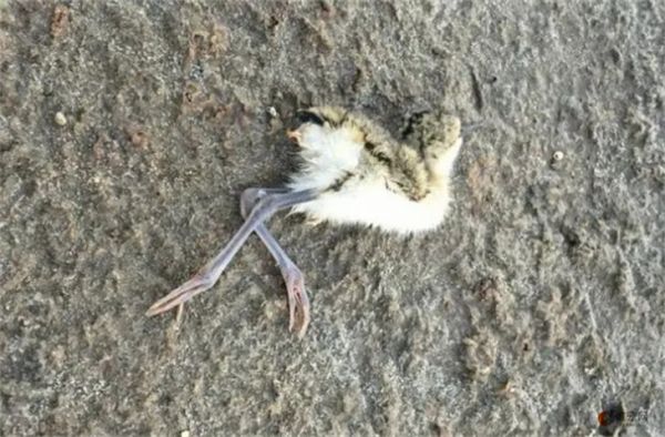 鸟全身湿透了会死吗