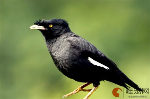 鸟死亡的前兆有哪些