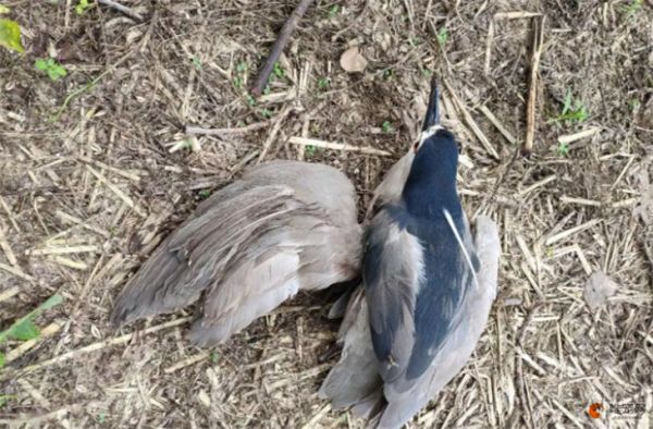 鸟一动不动怎么抢救 急救的方法