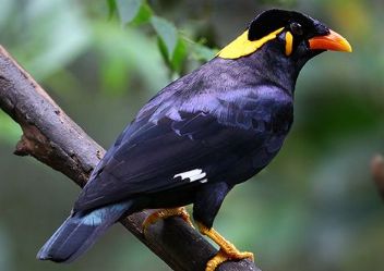 养宠小知识：鹩哥学说话要剪舌头吗？