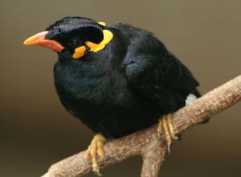 养宠小知识：鹩哥学说话要剪舌头吗？