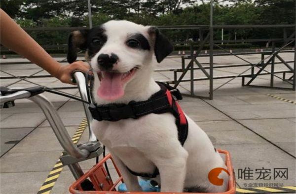 深圳花鸟宠物市场一览表