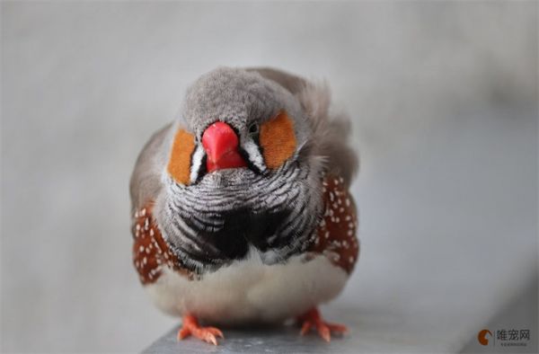 珍珠鸟眼睛老闭着是不要死了