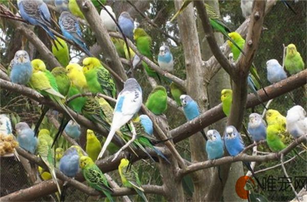 鸟可以多长时间不喝水