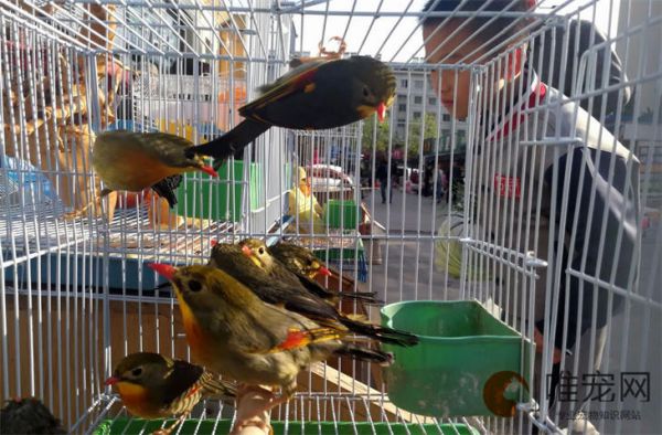 佛山市花鸟宠物市场有哪些 详细地址列表