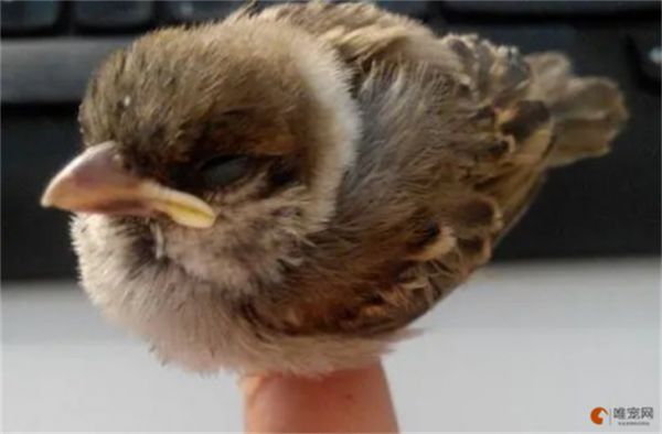 幼鸟小时候为什么不用喝水 怎么给它喂水