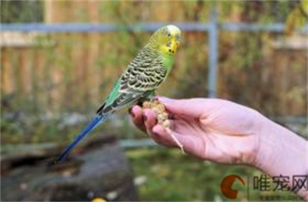 鸟会认主人吗 有哪些表现