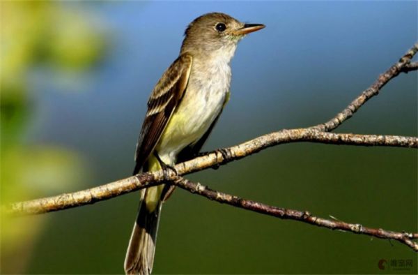 唯美的鸟名字大全 好听又萌的有哪些