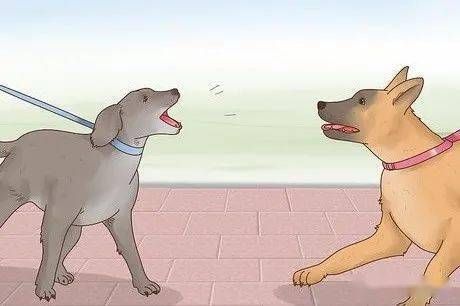 宠物绝育与饮食调养