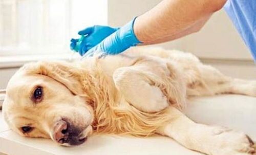 宠物绝育与饮食调养