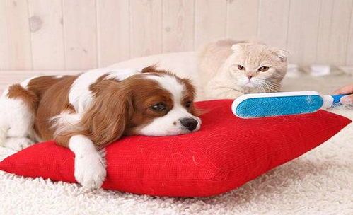 宠物流泪？健康、环境、饮食调养。