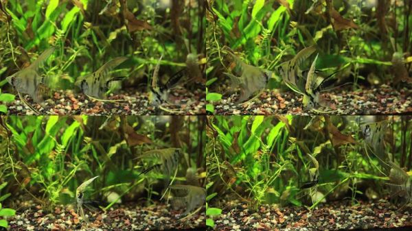 热带水族馆中的一群天使鱼