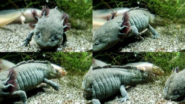 热带水族馆里的美西螈特写。墨西哥蛇蝇种。生活在几个洛杉矶的墨西哥蝾螈