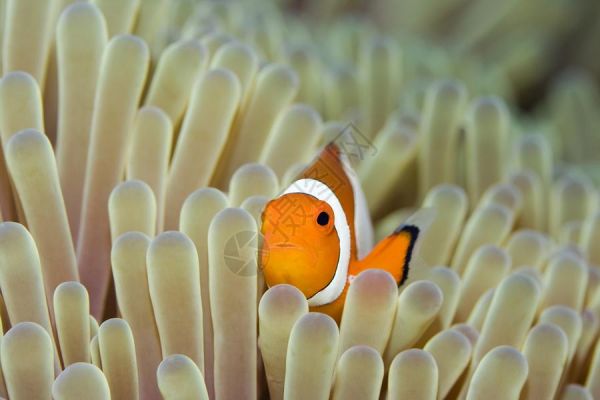 阿内蒙和尼莫什高清图片