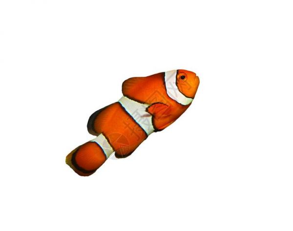 白上孤立的小丑鱼高清图片