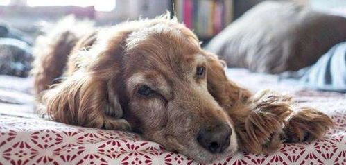 预防子宫脱落，关爱老龄狗狗健康。