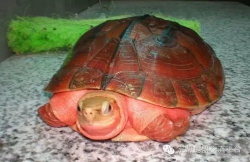 金钱龟饲养难度高，新手慎入？