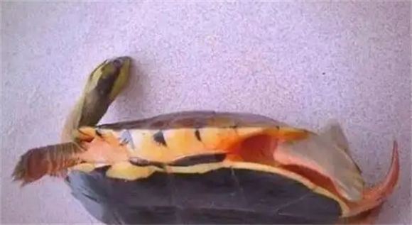 金钱龟品种详细解析：广东、海南、越南种全览