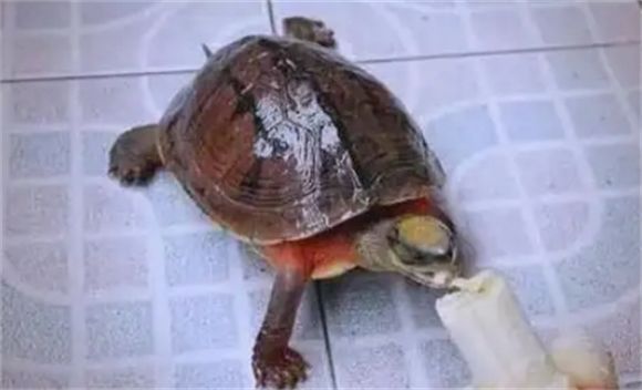 金钱龟品种详细解析：广东、海南、越南种全览