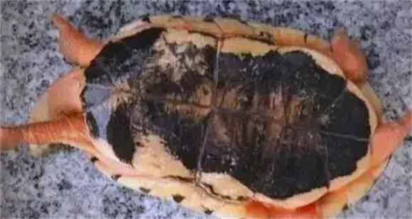 金钱龟品种详细解析：广东、海南、越南种全览