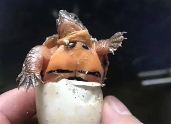 金钱龟为什么这么贵？