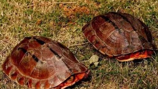 金钱龟的外形特征生活习性介绍