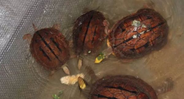 金钱龟的外形特征生活习性介绍