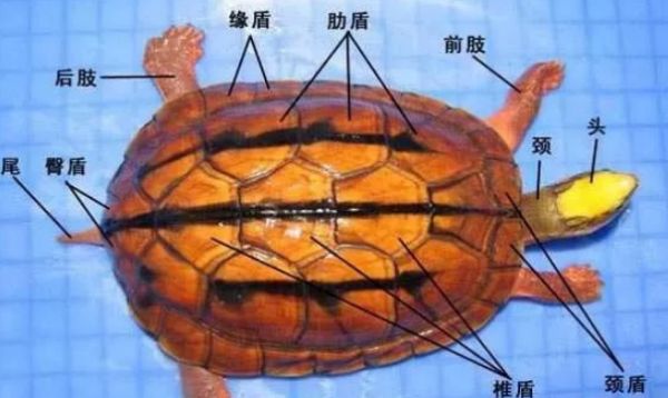 金钱龟的外形特征生活习性介绍