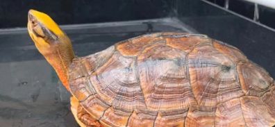 金钱龟多久喂一次？你一定要知道！