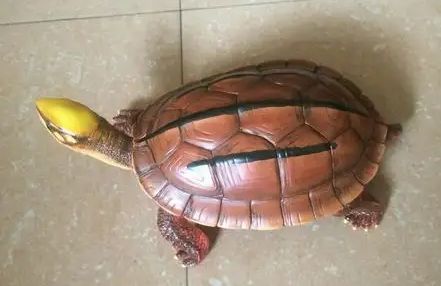 金钱龟腐皮怎么治疗？一文替你解答！