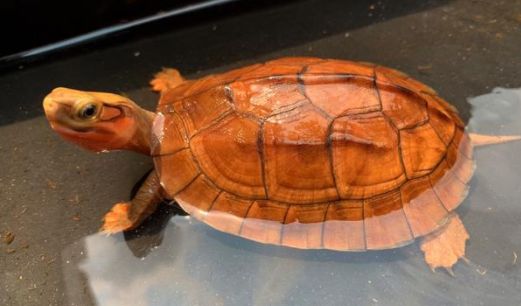 金钱龟腐皮怎么治疗？一文替你解答！