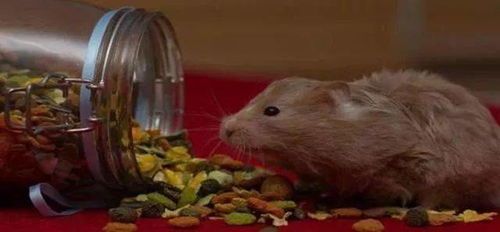 仓鼠寿命多久？临终前有何迹象？