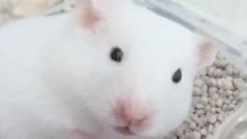 银狐和布丁的繁殖能力如何？