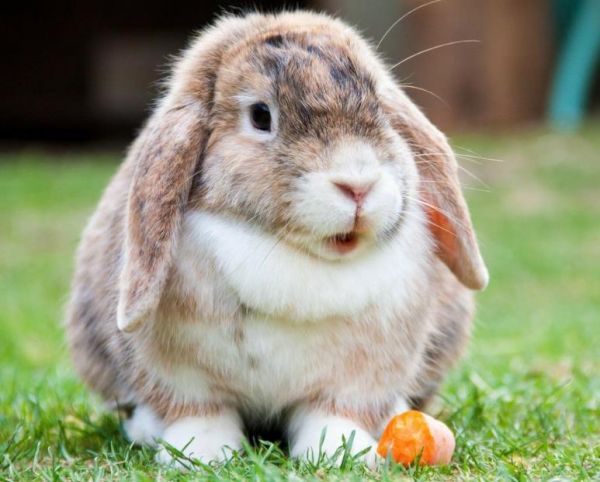 宠物兔子吃什么食物_科学喂养兔子的饮食指南