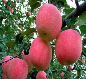 大米白面可自制狗粮，营养均衡，方便实惠。