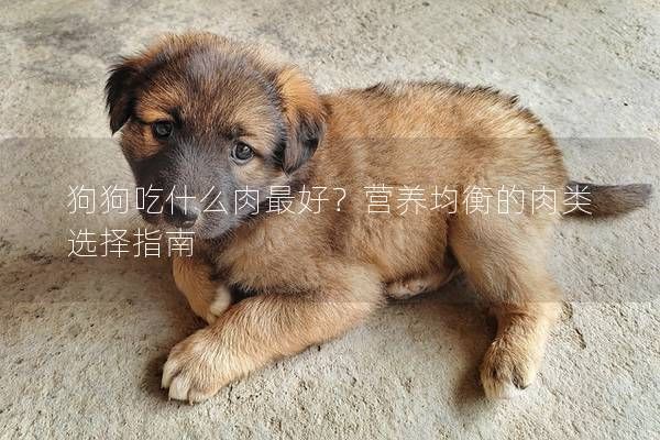 狗狗吃什么肉最好?营养均衡的肉类选择指南