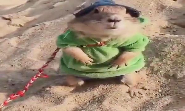 穿衣服的土拨鼠，太可爱了