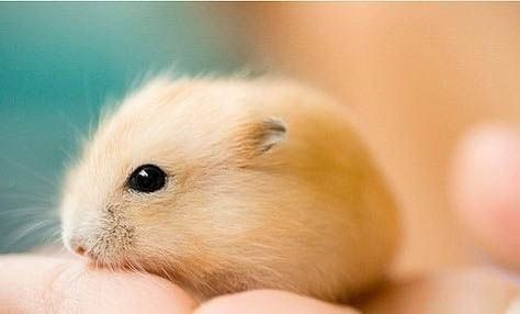 仓鼠的生活方式